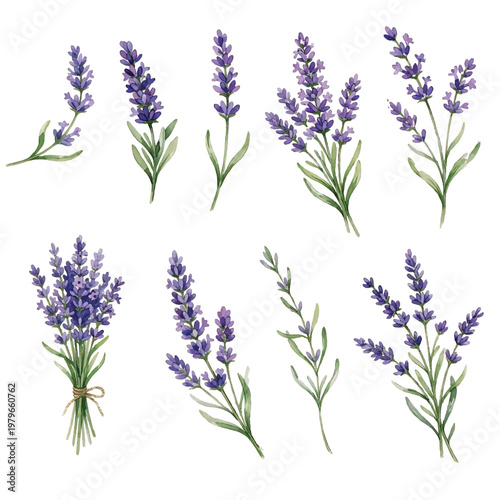 A set of purple lavender flowers and wild violet blossoms with green leaves isolated on a white background, featuring spring flora and nature herbs in a delicate macro floral bloom