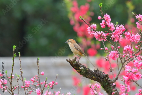 菊桃に止まるモズ（雌）