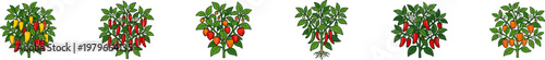 Various pepper and tomato vegetable bush vector set.