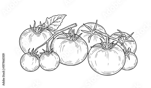 Vintage hand drawn tomato engraving illustration fresh vegetable vector isolated on white background