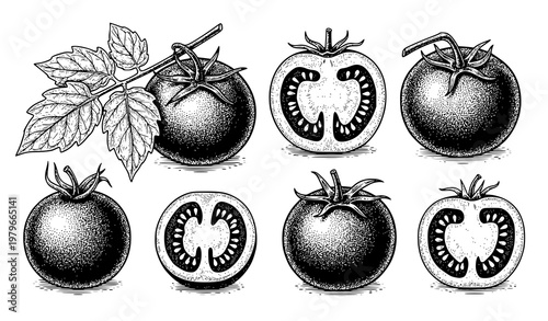 Hand drawn tomatoes sketch fresh vegetable line art vector illustration isolated on white background