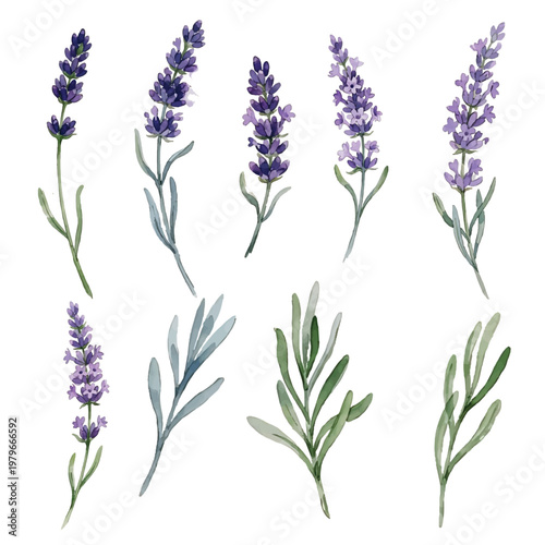 A set of purple lavender flowers and wild violet blossoms with green leaves isolated on a white background, featuring spring flora and nature herbs in a delicate macro floral bloom