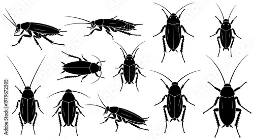Photos Cockroach Silhouette Collection Multiple Views Insect Pest Vector Set Illustrati