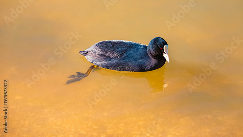 Fulica atra, eurasian coot, on a sunny winter day