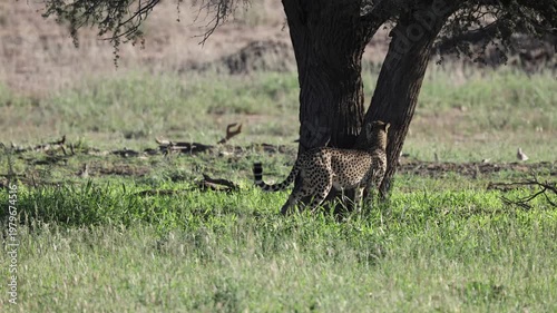 A male cheetah scent marks a tree.