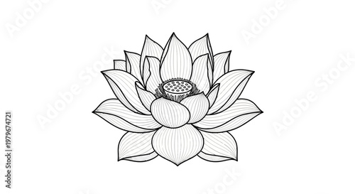Hand Drawn Lotus Flower Outline Illustration - Zen and Spirituality