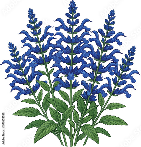 Blue Salvia Flowers Decorative Bloom Design 