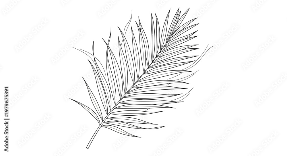 Obraz premium Minimalist Palm Frond Line Art Illustration