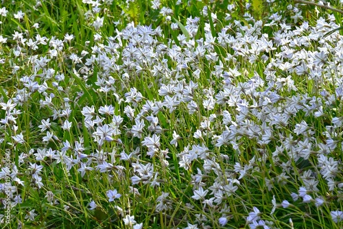 Spring star (Ipheion uniflorum) flowers. Amaryllidaceae bulbous perennial poisonous plant. It blooms in spring with white or pale blue star shaped flowers.
