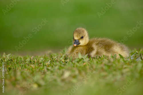 Fotografi Greylag goose gosling resting on grass in close up
