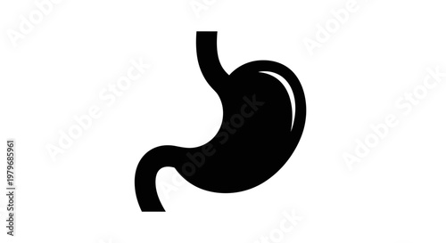 Human stomach organ anatomy.