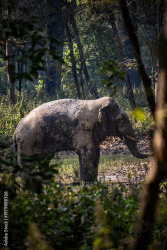 Photography Elefantes asiáticos en libertad en el Parque Nacional de Bardia, Nepal