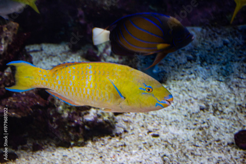 Poisson tropical jaune aux motifs bleus dans un aquarium récifal.