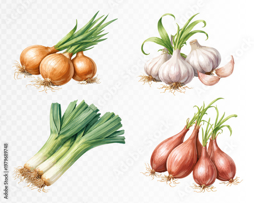 Rustic culinary vegetable set with golden onions, white garlic, fresh leeks and rosy shallots, detailed with roots and green shoots in natural hand painted botanical kitchen style. Vector illustration