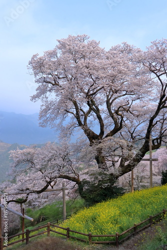 荘厳なひょうたん桜　高知県仁淀川町