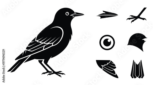 Blackbird vector illustration set featuring bird body head with beak eye wing and bird tail icons isolated on white background profile