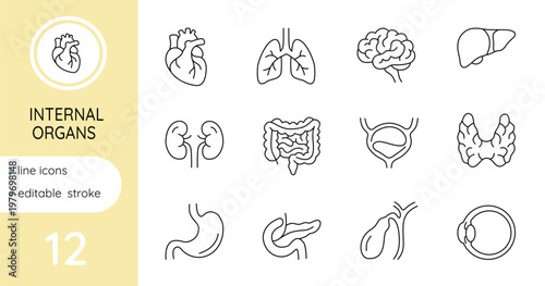 Set of line icons. Human internal organs. Vector, editable