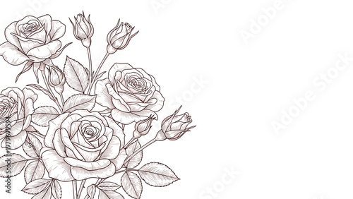 Detailed vintage style hand-drawn illustration featuring a beautiful bouquet of roses with buds and leaves on white background.