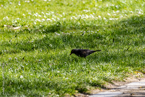 Blackbird pecking for food on a sunlit lawn with small white flowers