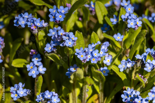 Forget-me-not flowers blooming in bright sunlight, showing blue petals and green foliage