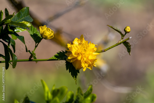 Yellow kerria japonica flower blooming on a green branch in natural sunlight