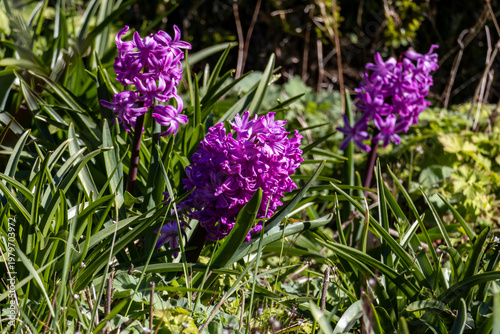 Purple hyacinth flowers growing among green leaves in a sunny outdoor garden
