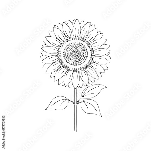 Elegant Black and White Sunflower Line Art Drawing, Hand-Drawn Botanical Illustration, Floral Nature Design on White Background