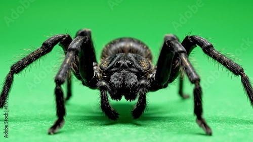 Black spider macro isolated on green screen background with sharp detail for professional compositing and VFX usage