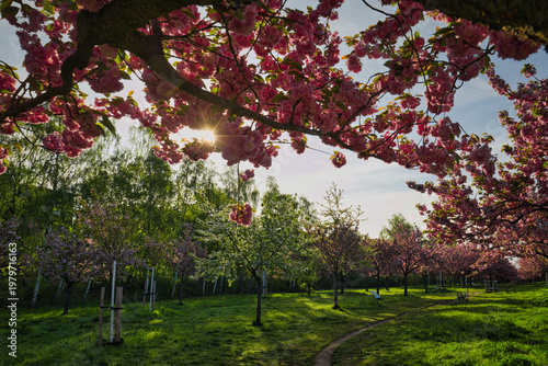 Foto Stunning cherry blossom trees in full bloom with sun flare at sunset, Ore Mounta