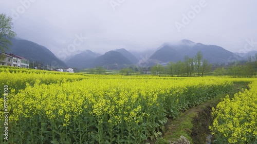 Rapeseed flower field.