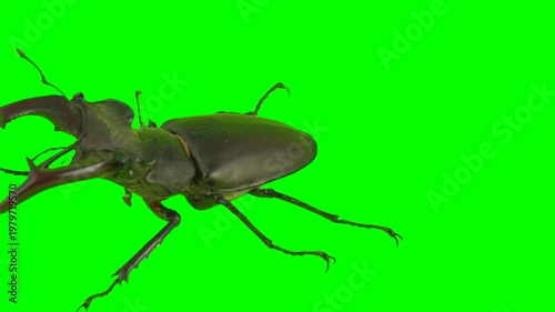 Beetle isolated on green background screen