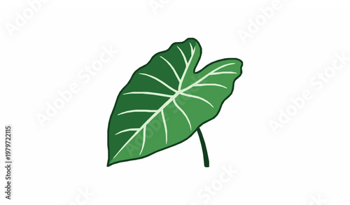 Minimal colocasia leaf kochu shak flat vector tropical plant illustration