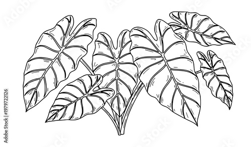 Colocasia leaf doodle kochu shak botanical line vector illustration