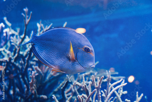 Fotografie Blue Tang Fish Swimming Near Coral Reef