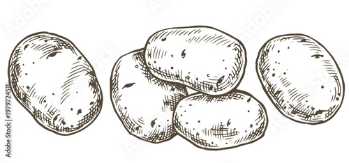 farm potato set. vector illustration in sketch style