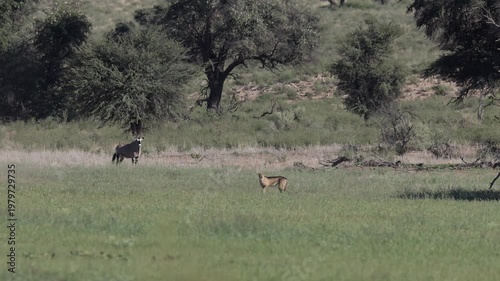 An oryx watching two male cheetahs