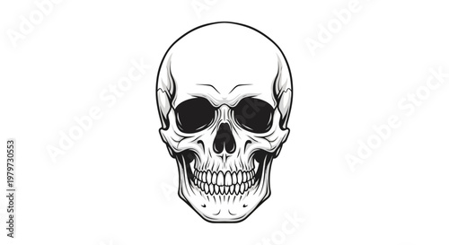 Human Skull Illustration Closeup View.