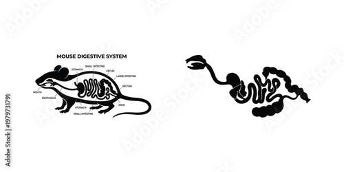 Mouse Digestive System Anatomy Icon