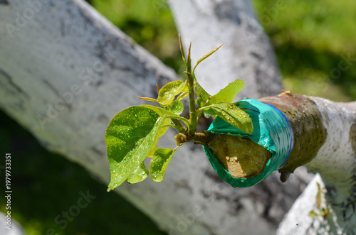 Grafting a pear cutting onto a branch of an old pear of a different variety