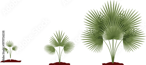 Vector illustration showing the growth stages of a saw palmetto palm plant from a small sprout to a mature shrub, isolated on white background.