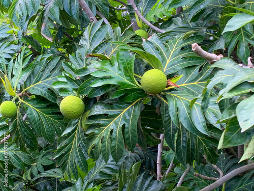 Breadfruit aka ‘Ulu tree bearing fruit in the young stages. Hawaiian fruit tree. 