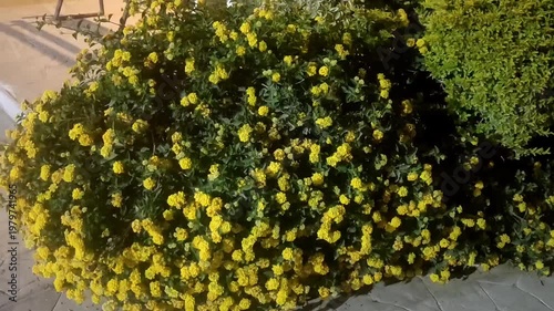 Mahonia Japonica Shrub with Yellow Flowers – Garden Nature