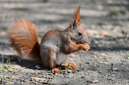 Canvas Print The squirrel is gnawing a nut