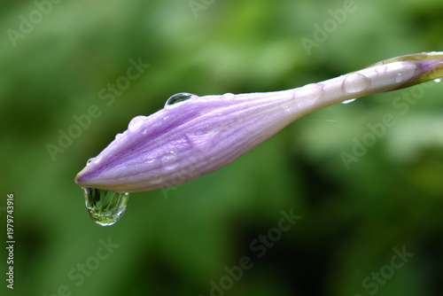 A hosta flower in the garden, Sainte-Apolline, Québec, Canada