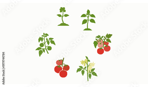 Vertical tomato plant growth stages silhouette from seed to fruit natural farming vector illustration