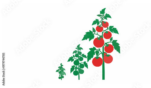 Circular tomato plant life cycle infographic with silhouette stages eco farming vector design