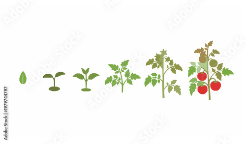 Tomato plant growth cycle silhouette stages from seed to mature plant educational vector illustration