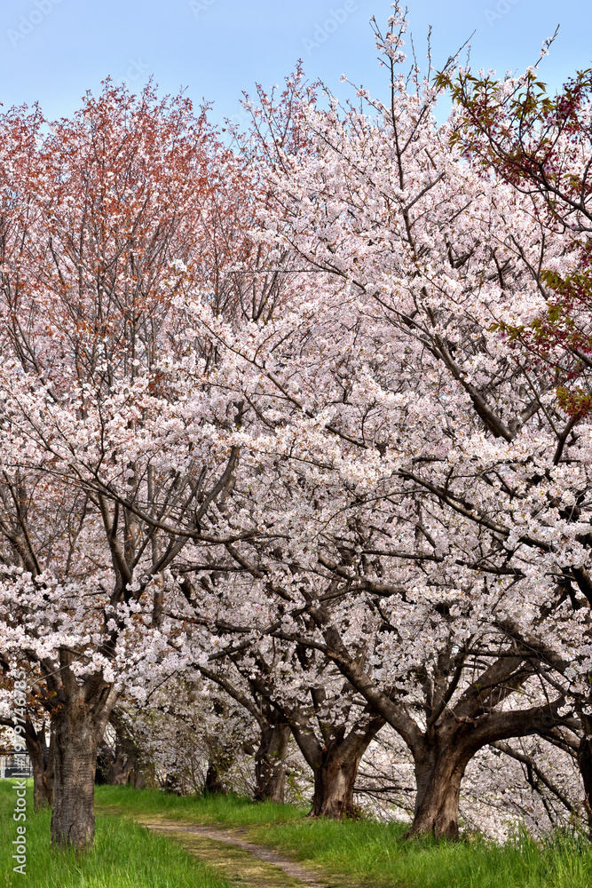 Naklejka premium 桂の背割の桜