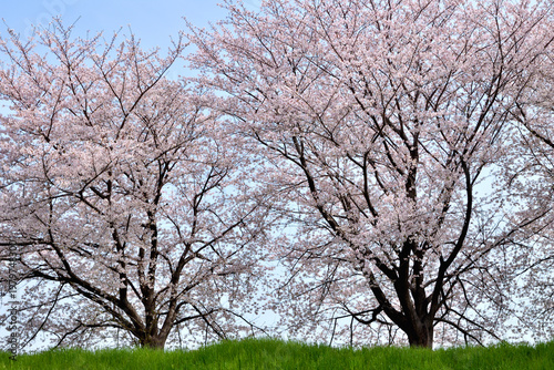 Photography 桂の背割の桜