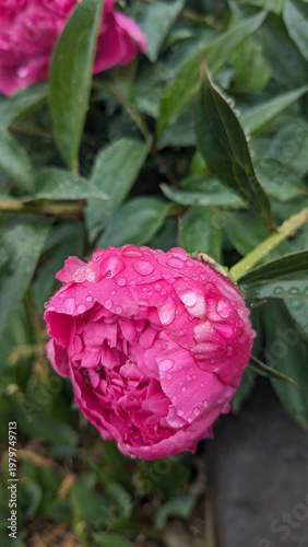Pink peony Flower Close-Up
